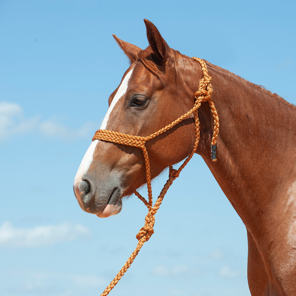 CASHEL HTR-BMTH FLAT BRAID HALTER AND LEADROPE