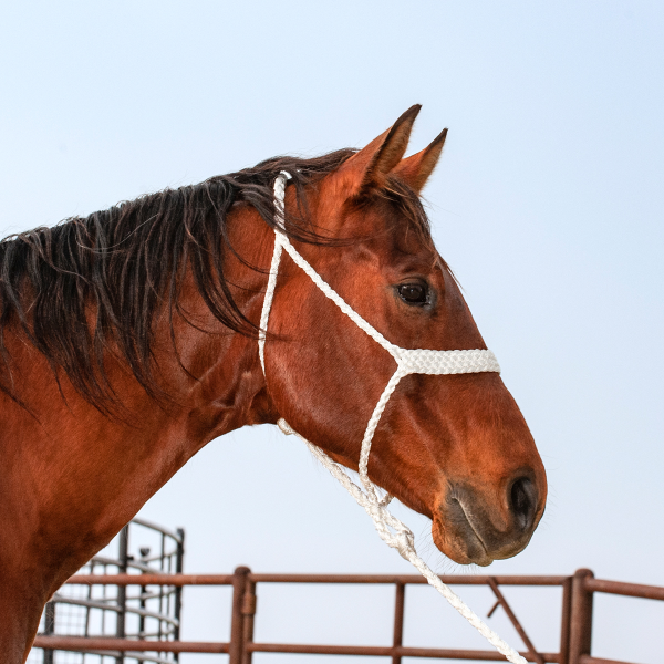 Classic Equine HALTERMT Mule Tape Halter with Lead